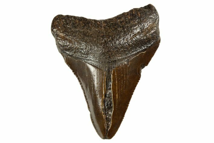 Serrated, Juvenile Megalodon Tooth - South Carolina #312115